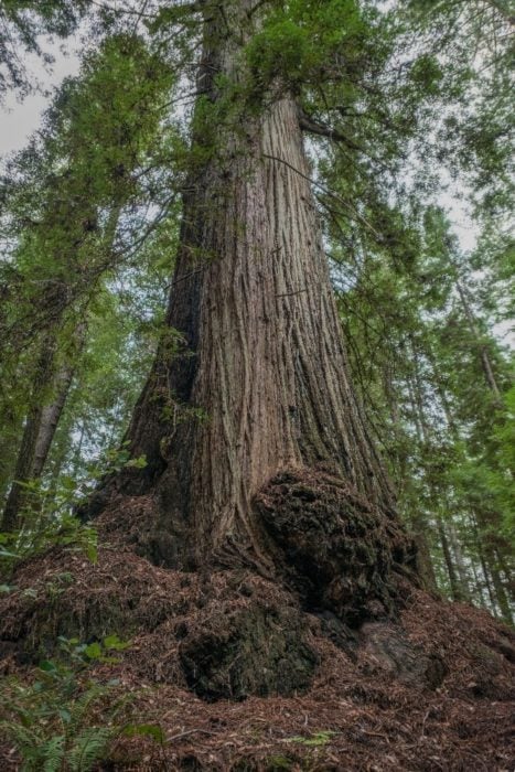 Strength and perseverance don’t necessarily have to call attention to themselves, and few trees exemplify that more than the 1,640-year-old McApin Tree on the League’s Harold Richardson Redwoods Reserve.