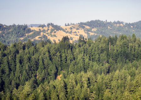 The ancient redwood forest of Harold Richardson Redwoods Reserve has remained largely untouched for thousands of years. Photo by Mike Shoys