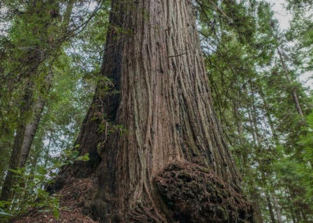 The McApin Tree is 1,640 years old, the oldest known coast redwood south of Mendocino County.