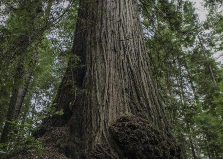 The McApin Tree is 1,640 years old, the oldest known coast redwood south of Mendocino County.