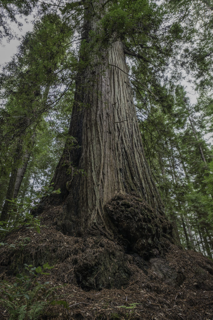 The McApin Tree is 1,640 years old, the oldest known coast redwood south of Mendocino County.