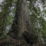 The McApin Tree is 1,640 years old, the oldest known coast redwood south of Mendocino County.