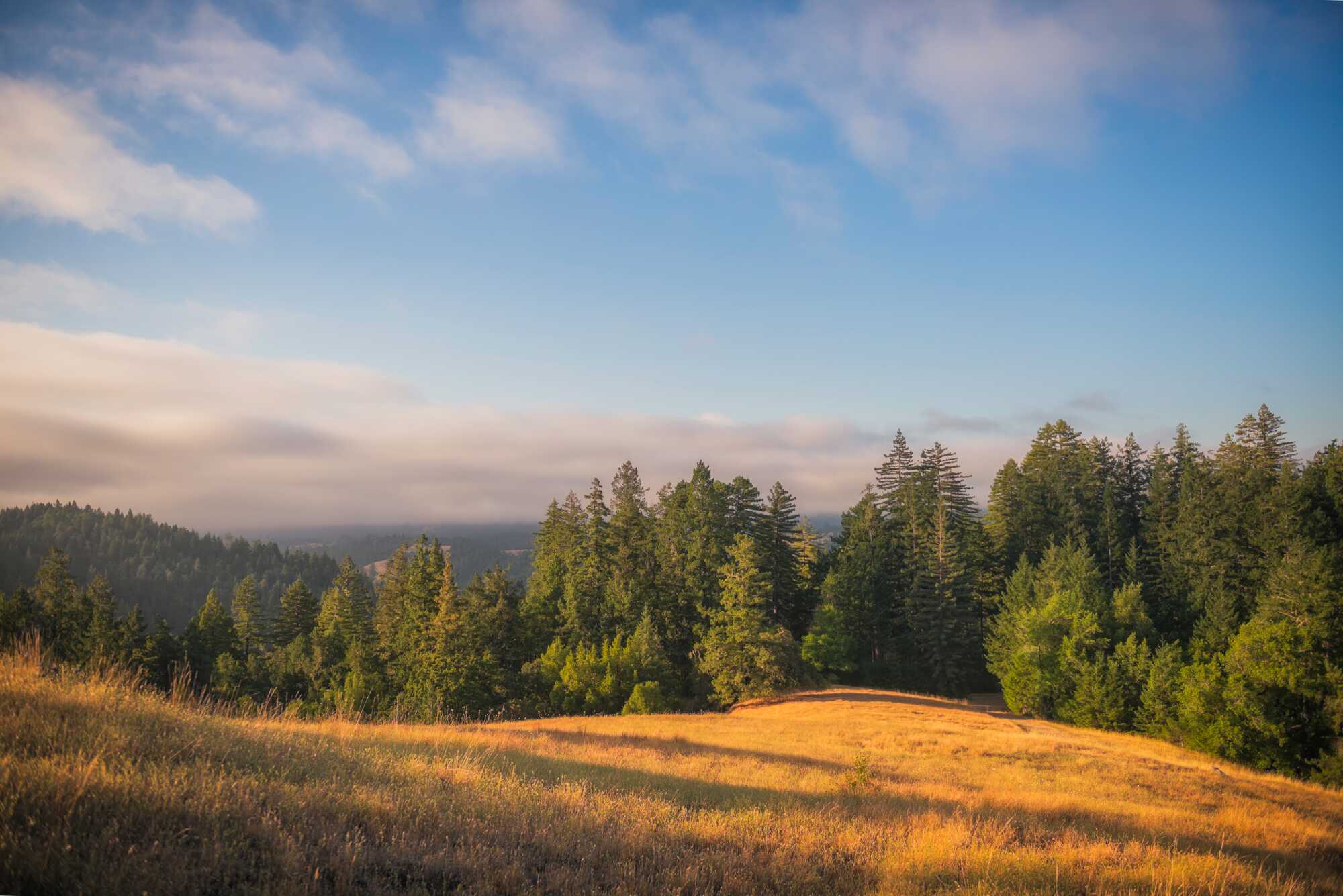 A golden meadow stretches in front of bright green redwood trees.
