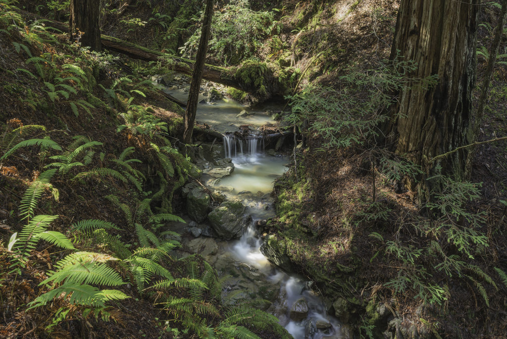 One of several pristine unnamed creeks run through Harold Richardson Redwoods Reserve