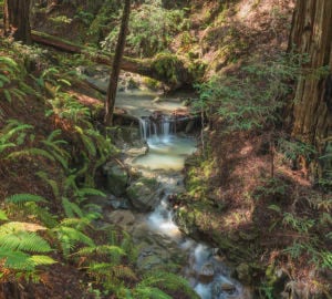 One of several pristine unnamed creeks run through Harold Richardson Redwoods Reserve