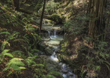 One of several pristine unnamed creeks run through Harold Richardson Redwoods Reserve