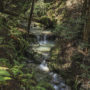 One of several pristine unnamed creeks run through Harold Richardson Redwoods Reserve