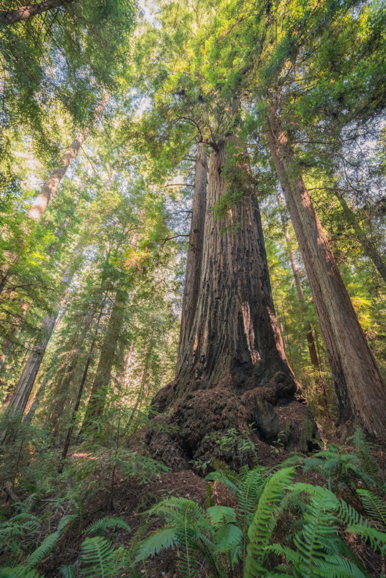 Redwood tree