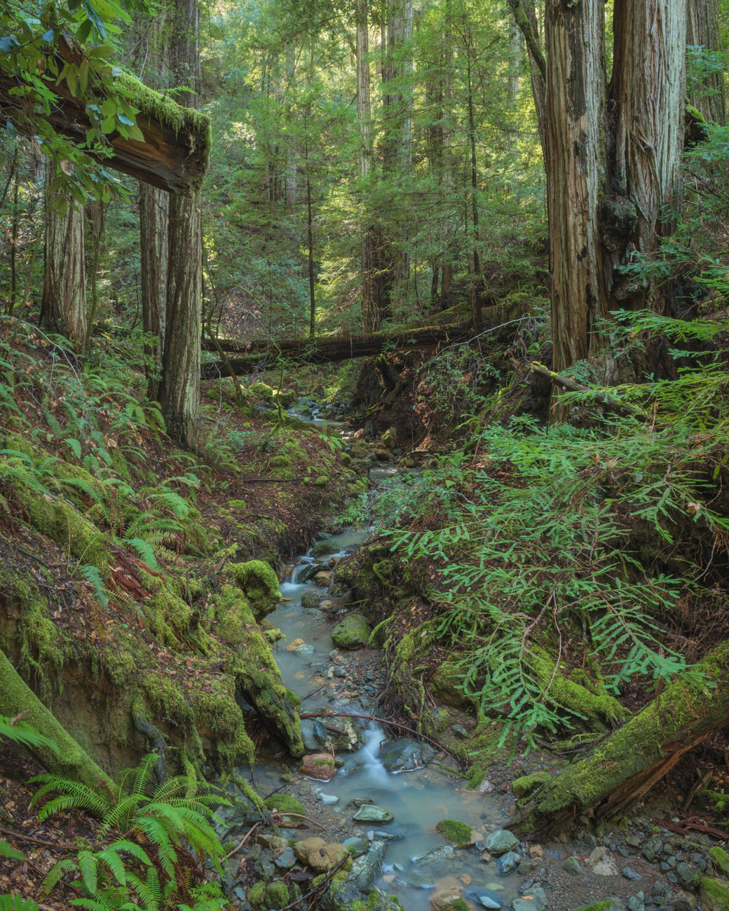 Harold Richardson Redwoods Reserve. 
