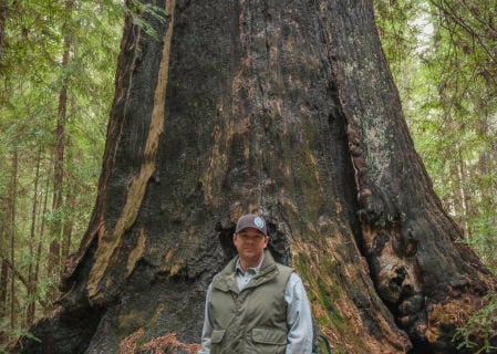 Dan Falk stands with one of the more than 1,450 old-growth redwoods at Harold Richardson Redwoods Reserve.