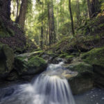 Pristine unnamed creeks run through Harold Richardson Redwoods Reserve.