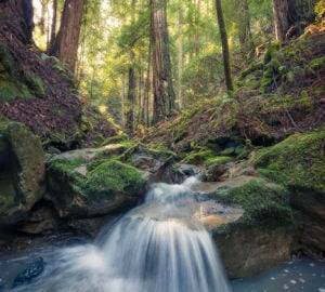 Pristine unnamed creeks run through Harold Richardson Redwoods Reserve.