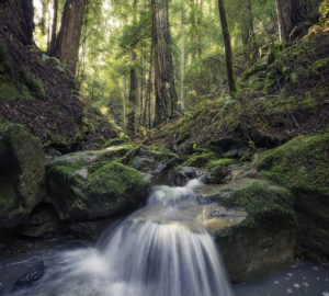 Pristine unnamed creeks run through Harold Richardson Redwoods Reserve.