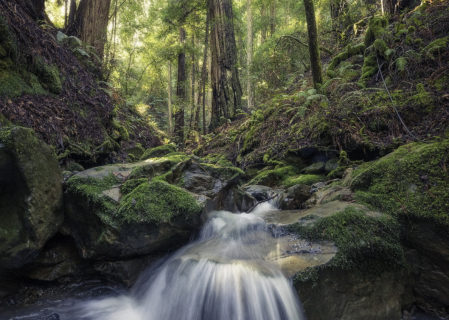 Pristine unnamed creeks run through Harold Richardson Redwoods Reserve.