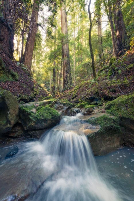Pristine unnamed creeks run through Harold Richardson Redwoods Reserve.