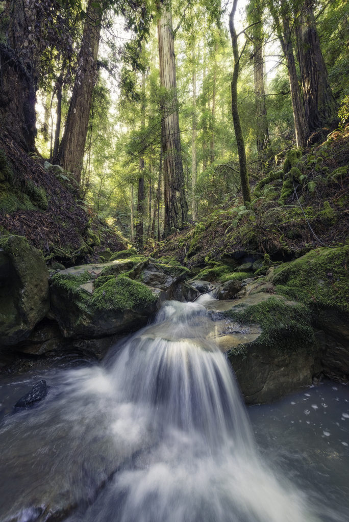 Pristine unnamed creeks run through Harold Richardson Redwoods Reserve.