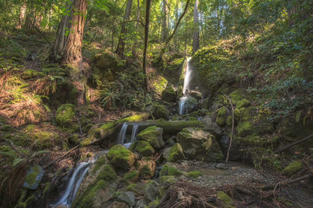 Creek running through a redwood forest