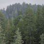 Harold Richardson Redwoods Reserve contains 319 trees over 250 feet tall.