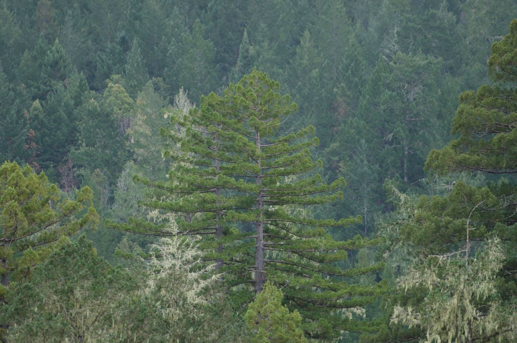 A redwood rises high in Harold Richardson Redwoods Reserve