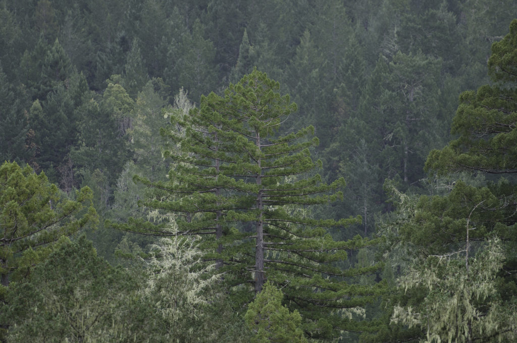 A redwood rises high in Harold Richardson Redwoods Reserve