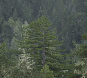 A redwood rises high in Harold Richardson Redwoods Reserve