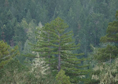 A redwood rises high in Harold Richardson Redwoods Reserve
