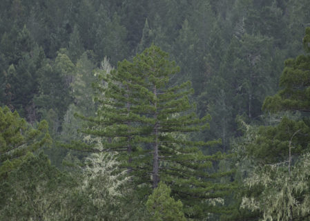 A redwood rises high in Harold Richardson Redwoods Reserve