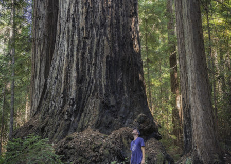 Giant coast redwoods stand tall at Harold Richardson Redwoods Reserve. Photo by Mike Shoys