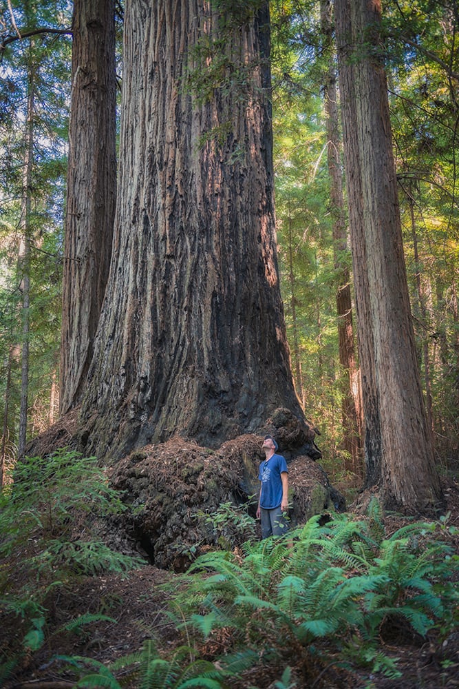 Giant coast redwoods stand tall at Harold Richardson Redwoods Reserve. Photo by Mike Shoys