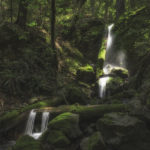 Pristine unnamed creeks run through Harold Richardson Redwoods Reserve.