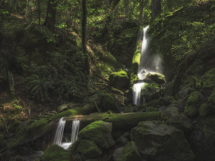 Pristine unnamed creeks run through Harold Richardson Redwoods Reserve.