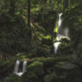 Pristine unnamed creeks run through Harold Richardson Redwoods Reserve.