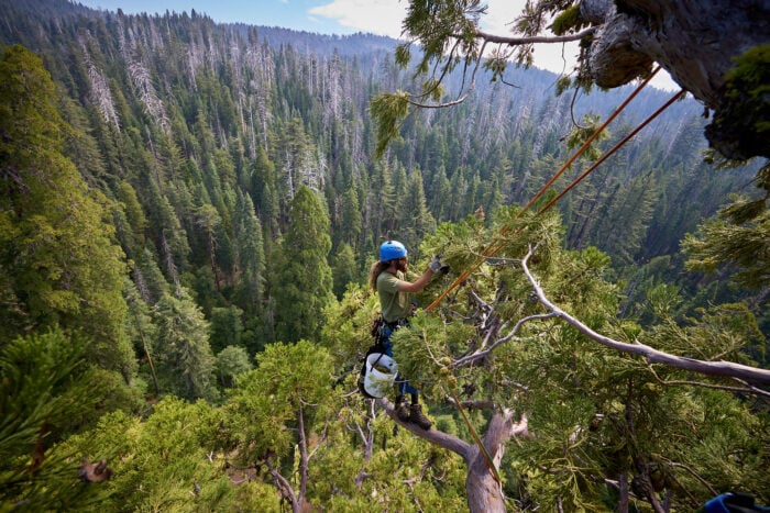 scientist climbing a giant sequoia
