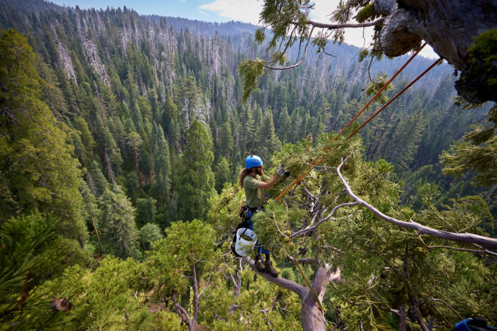 scientist climbing a giant sequoia