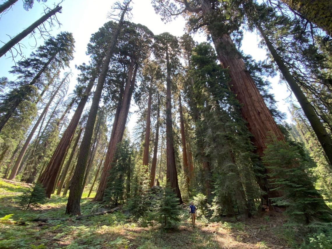 A giant sequoia grove