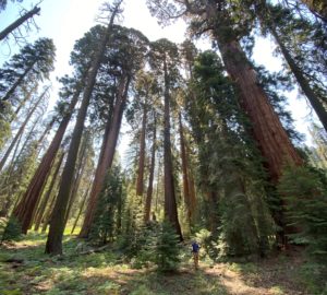 A giant sequoia grove