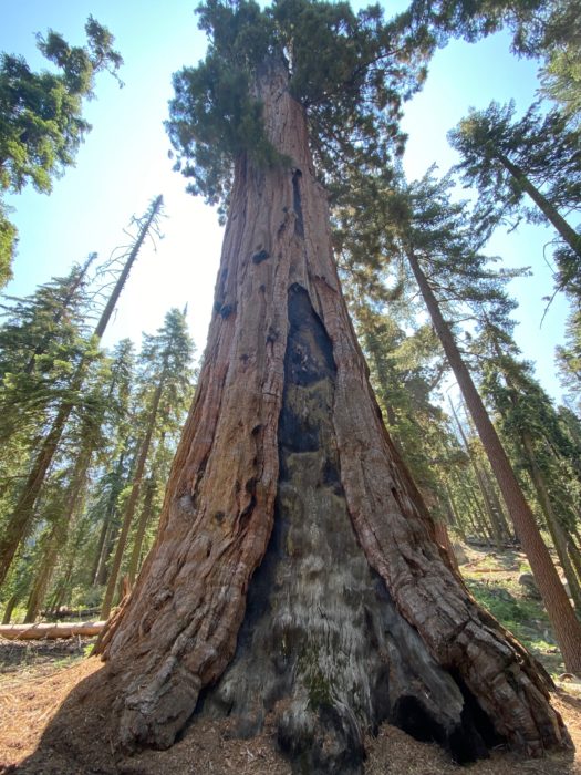 Giant sequoia tree with a burn scar