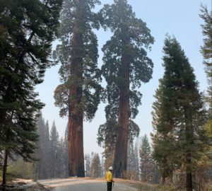 A man in a yellow shirt and hard hat stands in a road surrounded by giant sequoia trees.