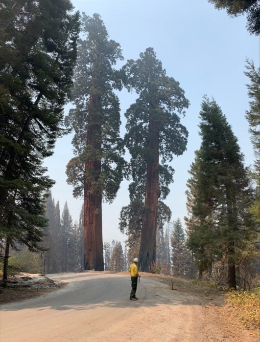 A man in a yellow shirt and hard hat stands in a road surrounded by giant sequoia trees.