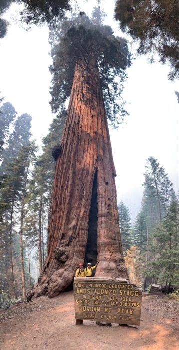 Two men in yellow shirts and hard hats stand in front of a large giant sequoia tree, behind a sign that shows the tree's name, the Stagg Tree