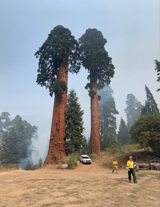 A white truck is parked between two giant sequoia in the background, and two men in yellow shirts and hard hats walk in the foreground.