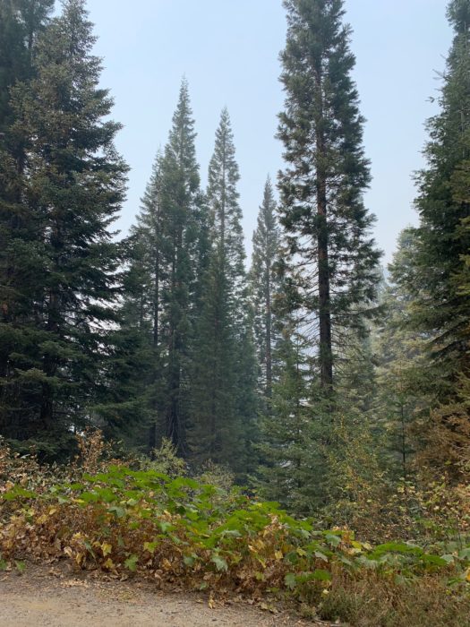 Trees on the Alder Creek property in the Sierra Nevada.