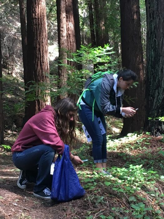 Students from Half Moon Bay High School collect plant data as part of our Redwoods and Climate Change High School Program.