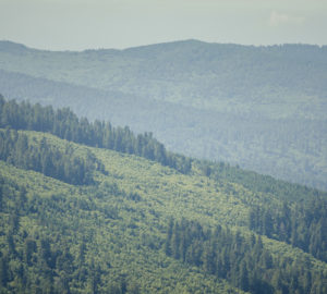 Relictual old-growth coast redwood forest groves stand today as islands in a harvested landscape at Redwood National and State Parks. Photo credit: Mike Shoys