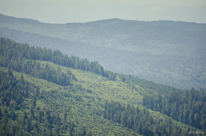 Relictual old-growth coast redwood forest groves stand today as islands in a harvested landscape at Redwood National and State Parks. Photo credit: Mike Shoys