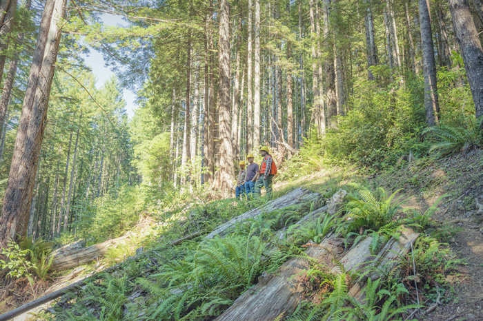 Decommissioning a logging road sets the forest on the path to the re-emergence of redwood giants. Photo by Mike Shoys