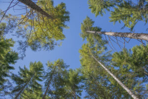 Selective thinning of densely packed forests allows for healthy growth and maturity. Photo by Mike Shoys