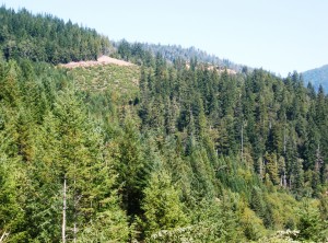 Various ages of forest after different clear cuts in Mill Creek. Photo by Save the Redwoods League