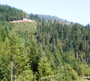 Various ages of forest after different clear cuts in Mill Creek. Photo by Save the Redwoods League