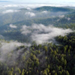 Aerial view of a vast, lush redwood forest with rolling hills covered in dense evergreen trees. Low-lying mist drifts through the towering redwoods, creating a serene and ethereal atmosphere.